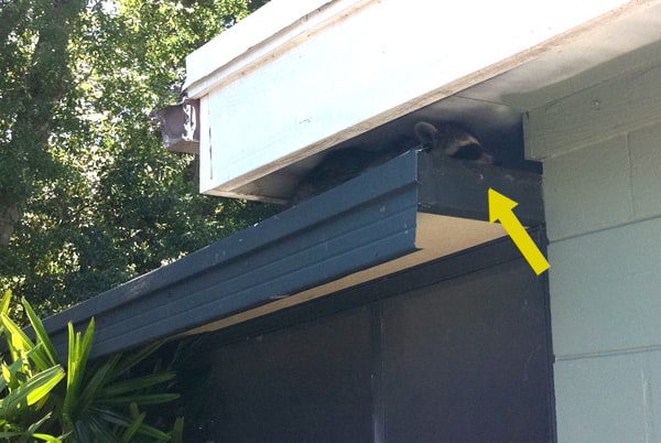 dad blog - A raccoon got into my attic and ruined it.