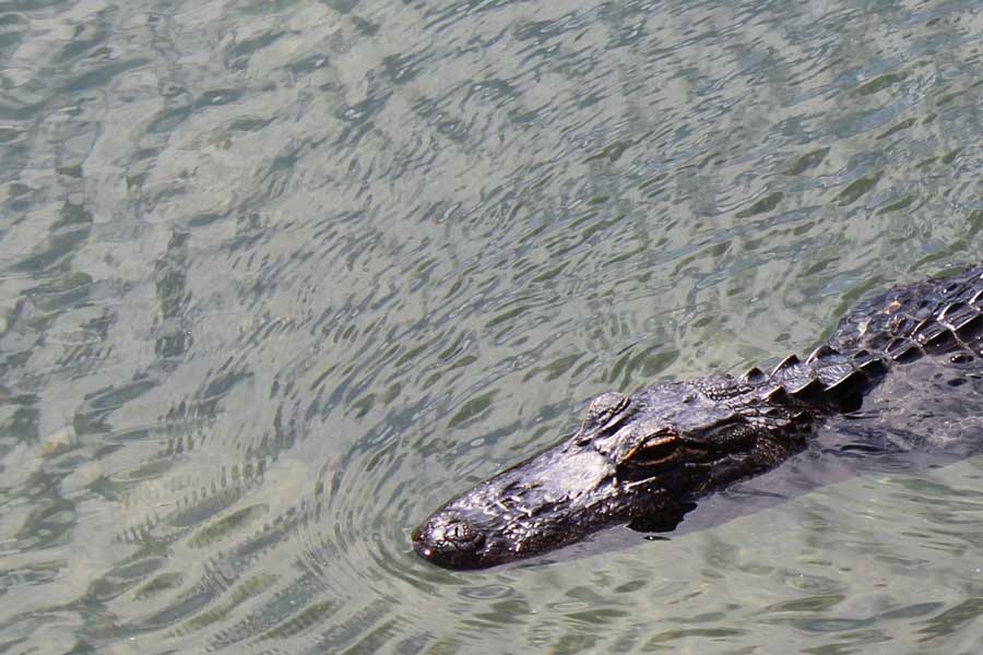 Alligator photo in Orlando Photoshop cropping tool tutorial