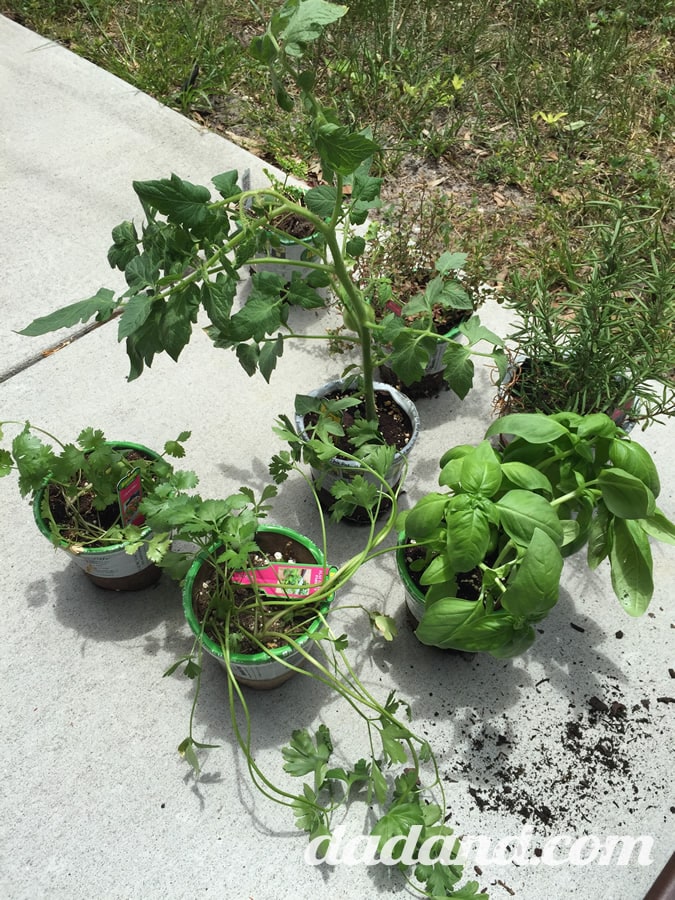 …and seven little herb plants. Well, one is a tomato that I’ll put in my existing raised garden bed. So…parsley, rosemary, basil, some other kind of parsley, cilantro and one other thing that I don’t remember what it is.