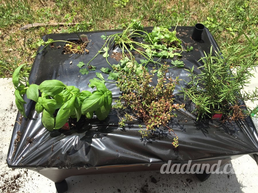 Dad blog paints a container garden of herbs