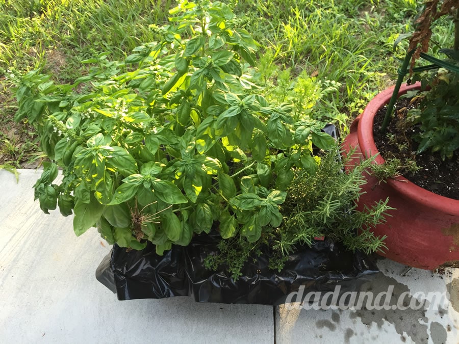 Day 30:  I took this pic just a few days ago. Time to start using these herbs before they outgrow the container!